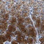 Kallikrein 15 Polyclonal Antibody