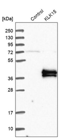 Kallikrein 15 Antibody in Western Blot (WB)