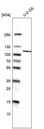 Amphiphysin Antibody in Western Blot (WB)