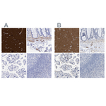 Amphiphysin Antibody in Immunohistochemistry (Paraffin) (IHC (P))