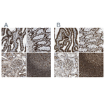 NuMA Antibody in Immunohistochemistry (Paraffin) (IHC (P))