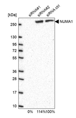 NuMA Antibody in Western Blot (WB)