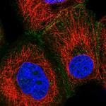 GAS2L1 Antibody in Immunocytochemistry (ICC/IF)