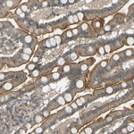 GAS2L1 Antibody in Immunohistochemistry (Paraffin) (IHC (P))