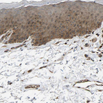 GAS2L1 Antibody in Immunohistochemistry (Paraffin) (IHC (P))