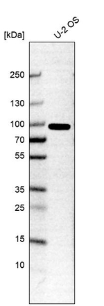 GAS2L1 Antibody in Western Blot (WB)