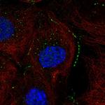 THEM2 Antibody in Immunocytochemistry (ICC/IF)