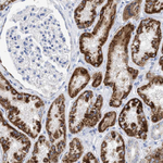 THEM2 Antibody in Immunohistochemistry (Paraffin) (IHC (P))
