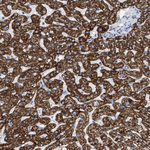 THEM2 Antibody in Immunohistochemistry (Paraffin) (IHC (P))