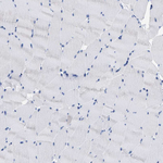 THEM2 Antibody in Immunohistochemistry (Paraffin) (IHC (P))
