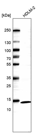 THEM2 Antibody in Western Blot (WB)