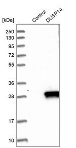 DUSP14 Antibody in Western Blot (WB)