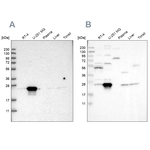 BAG2 Antibody in Western Blot (WB)
