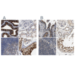 RUVBL1 Antibody in Immunohistochemistry (Paraffin) (IHC (P))
