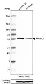 RUVBL1 Antibody in Western Blot (WB)