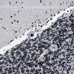 Cyclophilin E Polyclonal Antibody