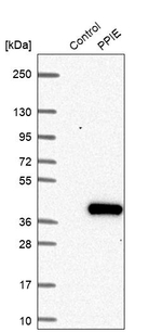 Cyclophilin E Antibody in Western Blot (WB)