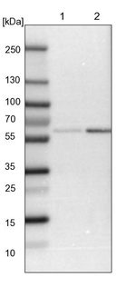 HIP55 Antibody in Western Blot (WB)