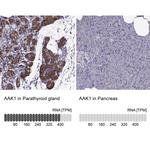 AAK1 Antibody