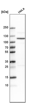 OGDH Antibody in Western Blot (WB)