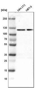 OGDH Antibody in Western Blot (WB)