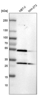SLC25A25 Antibody in Western Blot (WB)