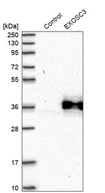 EXOSC3 Antibody in Western Blot (WB)