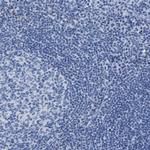 ADH4 Antibody in Immunohistochemistry (Paraffin) (IHC (P))