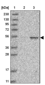 Cyclin A2 Antibody in Western Blot (WB)