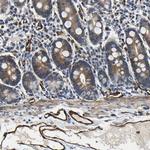 GFR alpha-3 Antibody in Immunohistochemistry (Paraffin) (IHC (P))