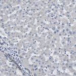 GFR alpha-3 Antibody in Immunohistochemistry (Paraffin) (IHC (P))