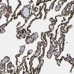 GFR alpha-3 Antibody in Immunohistochemistry (Paraffin) (IHC (P))