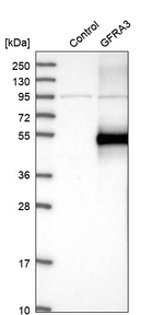GFR alpha-3 Antibody in Western Blot (WB)