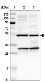 AVEN Antibody in Western Blot (WB)