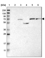GUCY1B3 Antibody in Western Blot (WB)