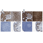 ASS1 Antibody in Immunohistochemistry (Paraffin) (IHC (P))