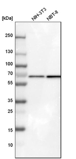 ATIC Antibody in Western Blot (WB)