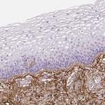 Fibrillin 1 Antibody in Immunohistochemistry (Paraffin) (IHC (P))