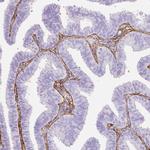 Fibrillin 1 Antibody in Immunohistochemistry (Paraffin) (IHC (P))
