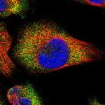 PASK Antibody in Immunocytochemistry (ICC/IF)