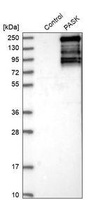 PASK Antibody in Western Blot (WB)
