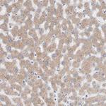 SGPL1 Antibody in Immunohistochemistry (Paraffin) (IHC (P))