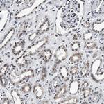 USP16 Antibody in Immunohistochemistry (Paraffin) (IHC (P))