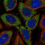 Cdc37L1 Polyclonal Antibody