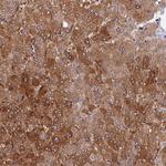 Cdc37L1 Antibody in Immunohistochemistry (Paraffin) (IHC (P))