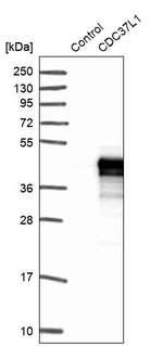 Cdc37L1 Antibody in Western Blot (WB)