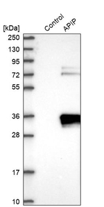 APIP Antibody in Western Blot (WB)