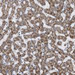 OXSM Antibody in Immunohistochemistry (Paraffin) (IHC (P))