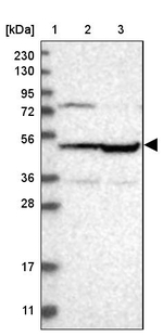 OXSM Antibody in Western Blot (WB)