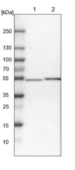 OXSM Antibody in Western Blot (WB)